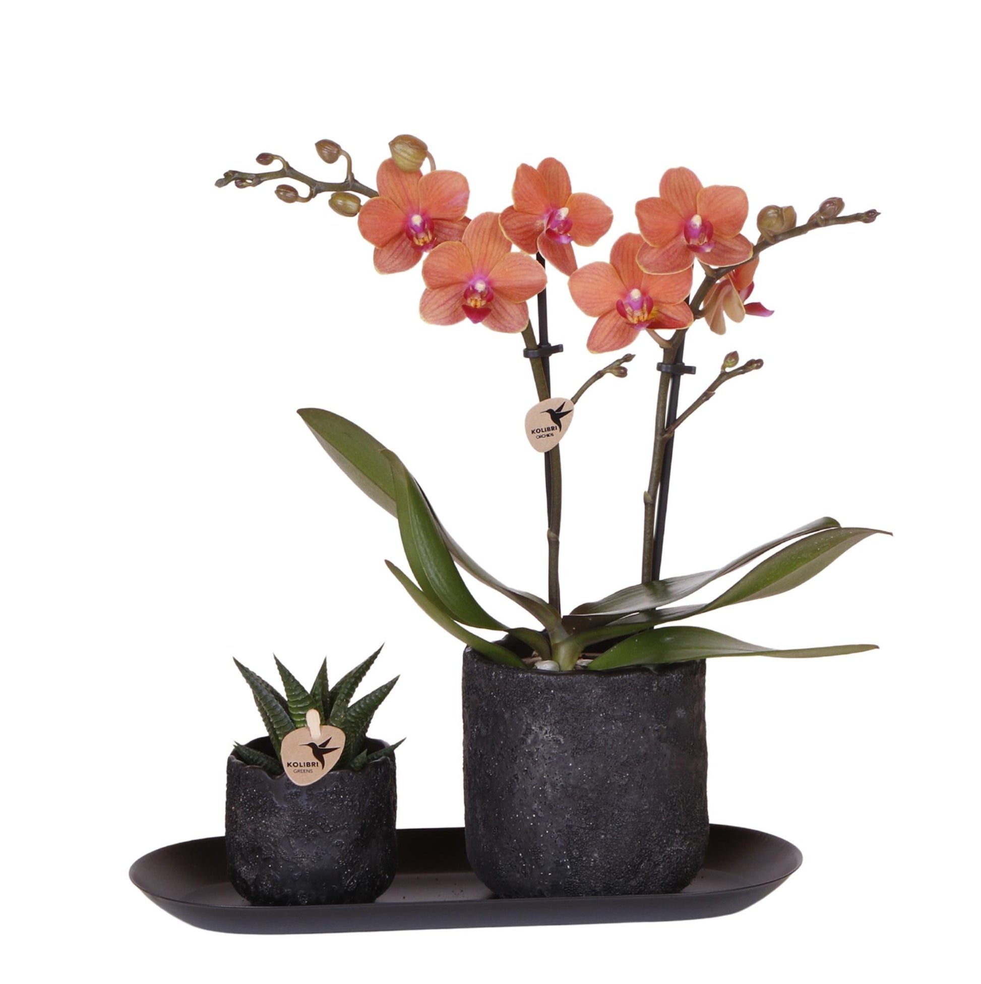 Set 'Home Hub Orange' mit einer Phalaenopsis Orchidee Bolzano und einer Sukkulente in Moon Töpfen für stilvolle Wohnungsdekoration.