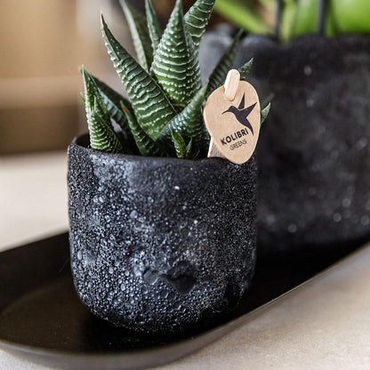Set 'Home Hub Orange' mit einer Phalaenopsis Orchidee Bolzano und einer Sukkulente in Moon Töpfen für stilvolle Wohnungsdekoration.
