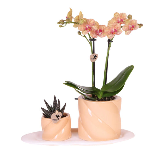 Set Optimism small peach