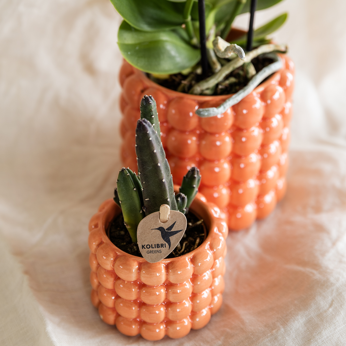 Set Poppy Orange