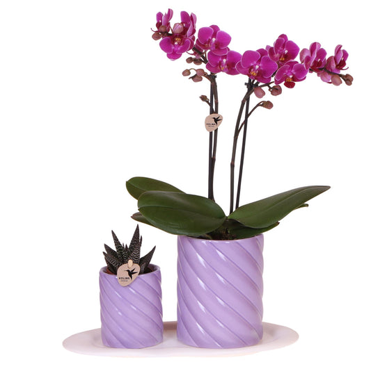 Set Optimism small lilac
