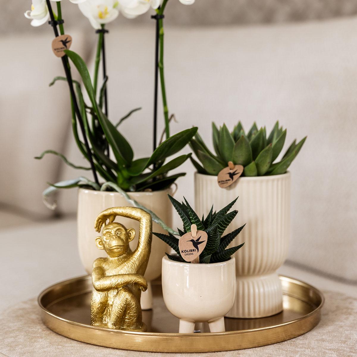 Set "Luxury Living"