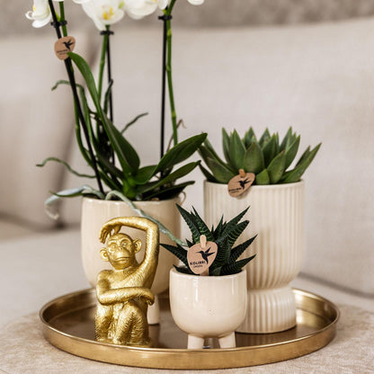 Set "Luxury Living"