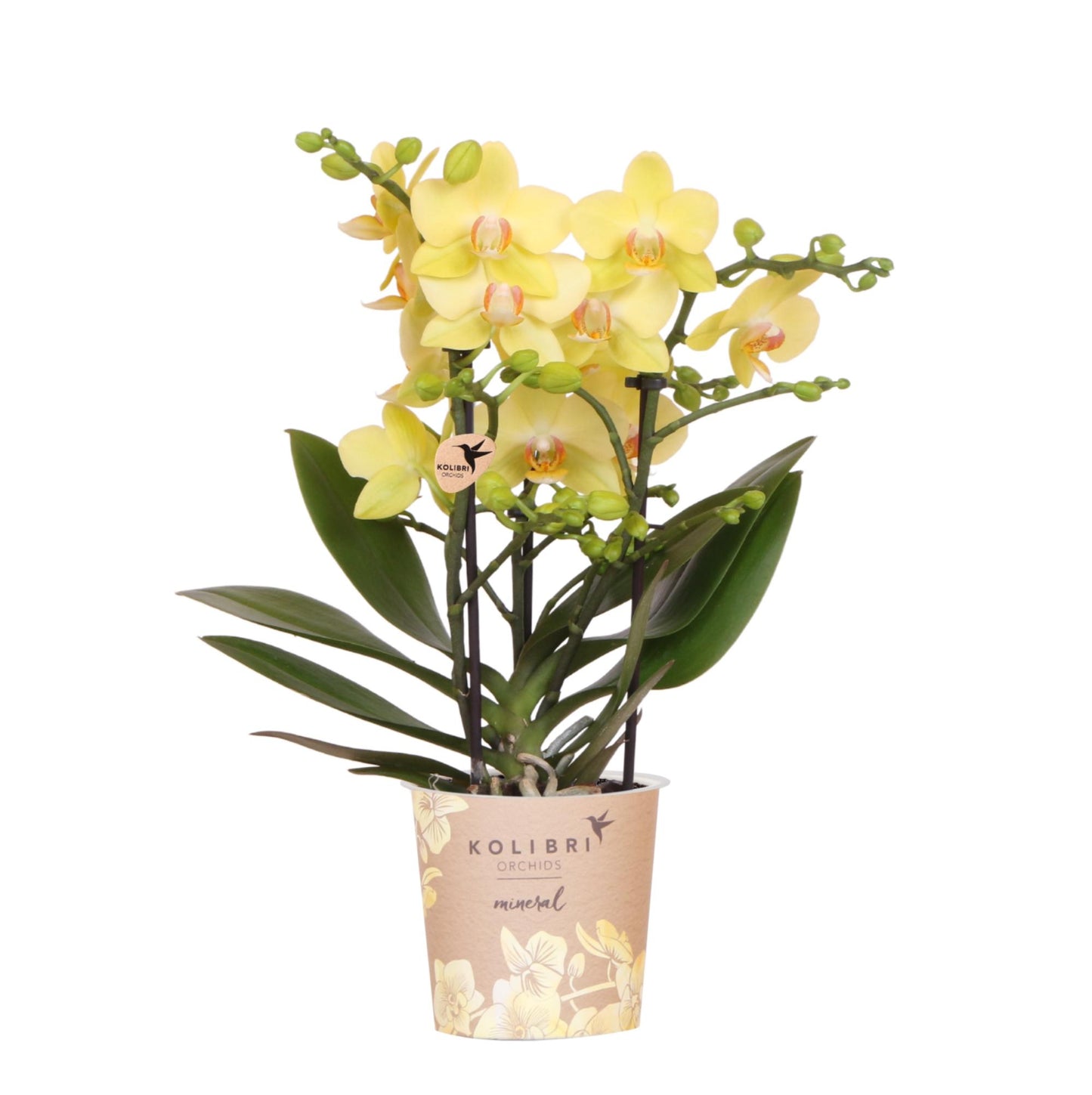Solea (Phalaenopsis Albenga)