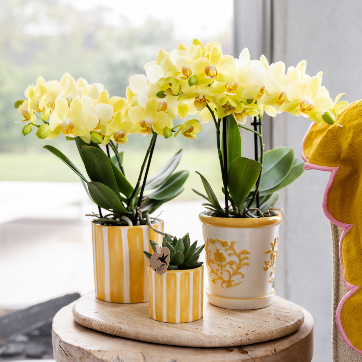 Solea (Phalaenopsis Albenga)