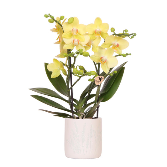 Solea mit Ziertopf Floral hellblau