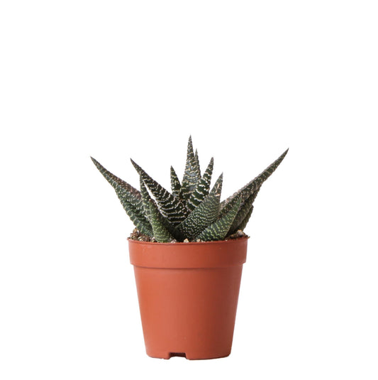 Haworthia Royal Highness