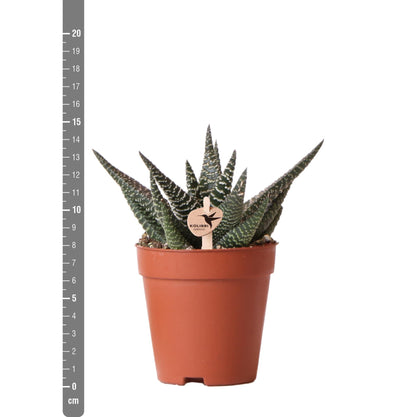 Haworthia Royal Highness