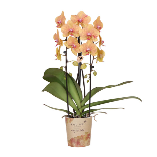 Sunny (Phalaenopsis Sunny Bunny)