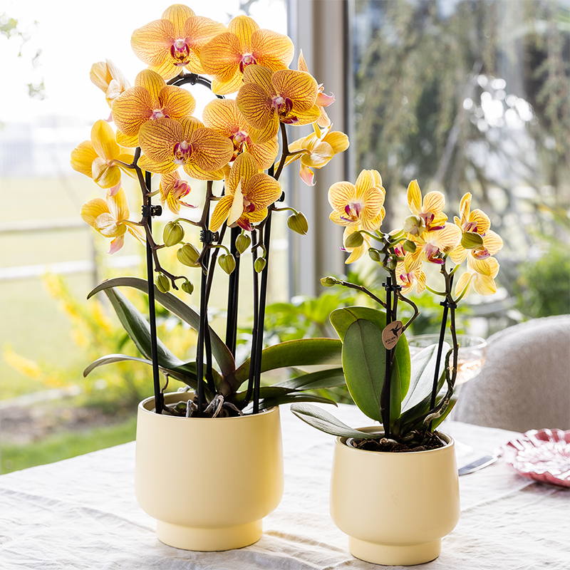 Sunny (Phalaenopsis Sunny Bunny)