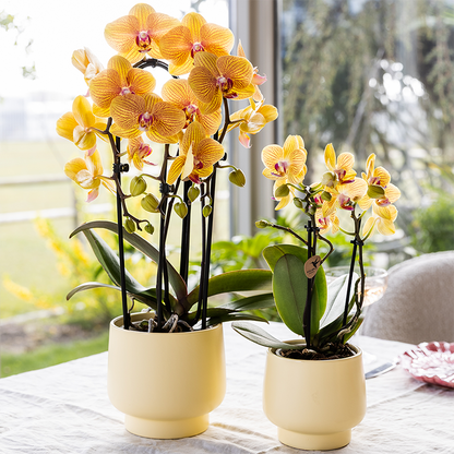 Sunny (Phalaenopsis Sunny Bunny)