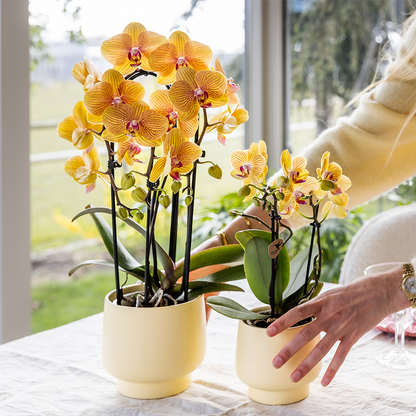 Sunny (Phalaenopsis Sunny Bunny)