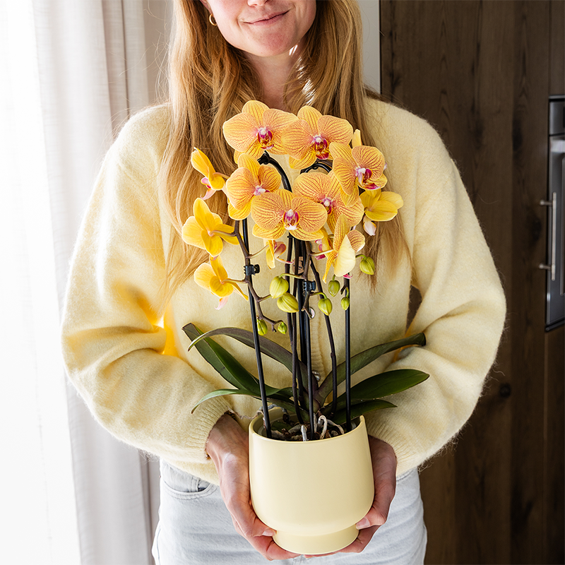 Sunny (Phalaenopsis Sunny Bunny)
