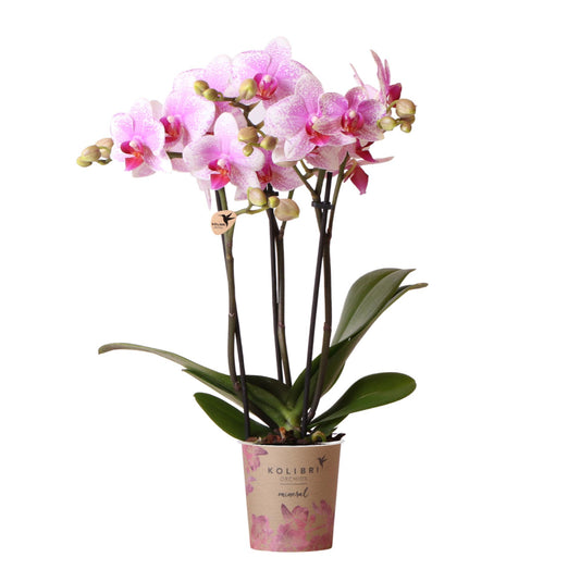 Tess (Phalaenopsis Rotterdam)