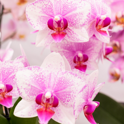 Tess (Phalaenopsis Rotterdam)