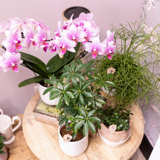 Tess (Phalaenopsis Rotterdam)