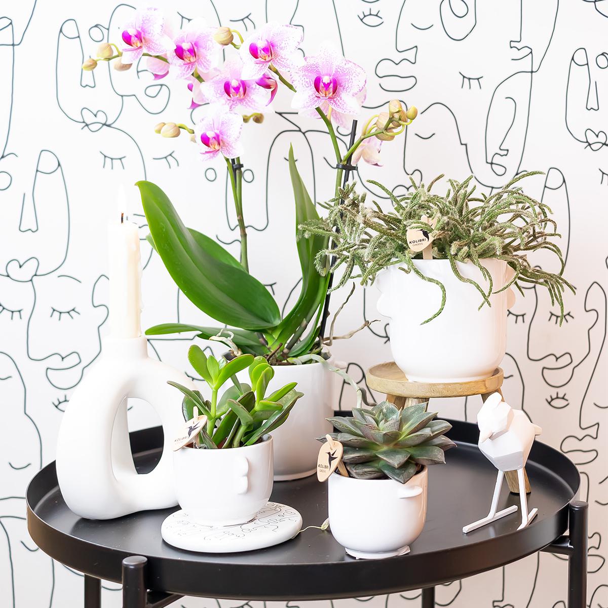 Tess (Phalaenopsis Rotterdam)