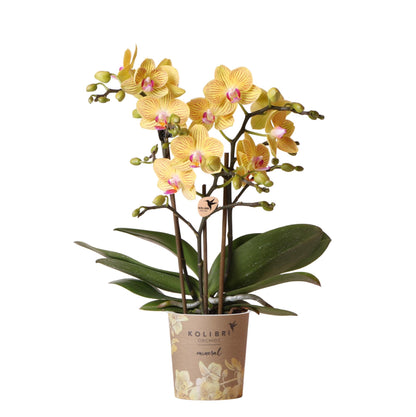 Tika (Phalaenopsis Lima)