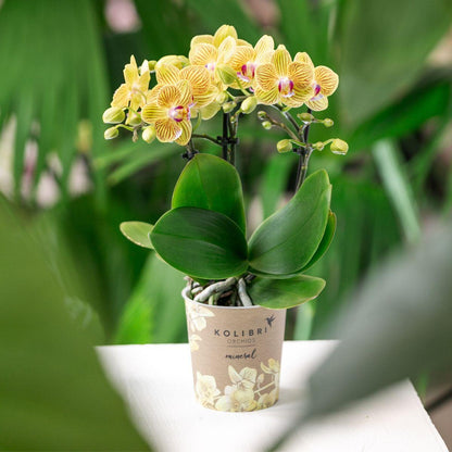 Tika (Phalaenopsis Lima)
