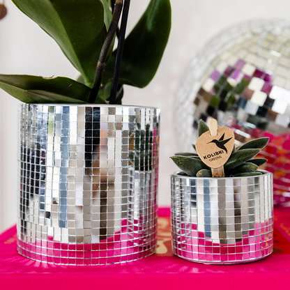 Ziertopf Disco