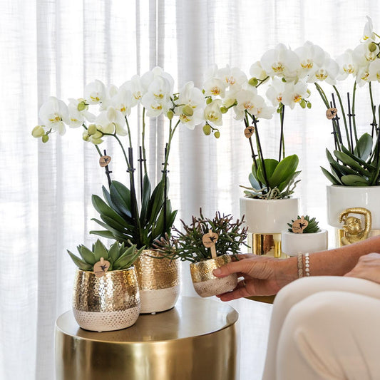 Ziertopf Elite gold