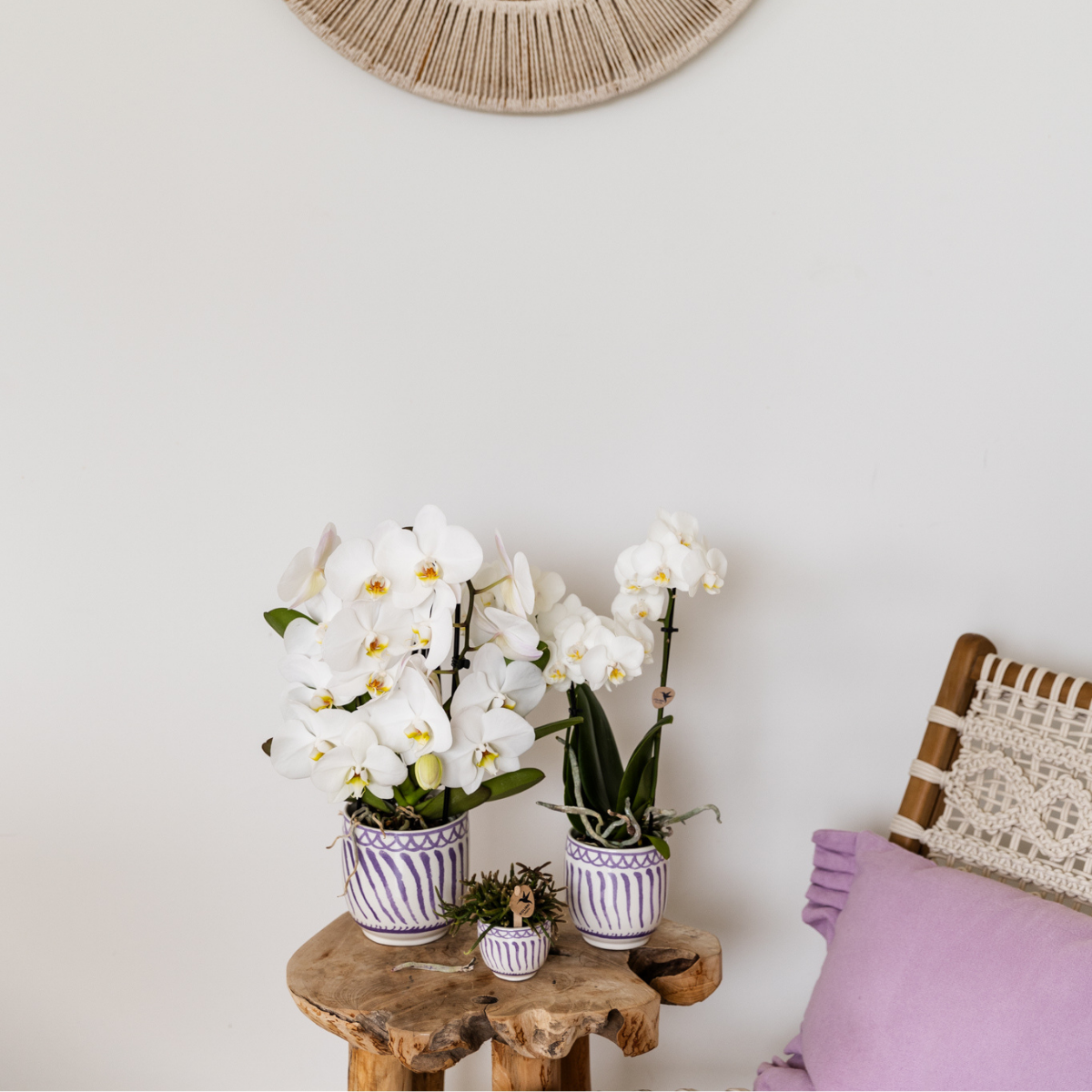 Ziertopf Granada lilac
