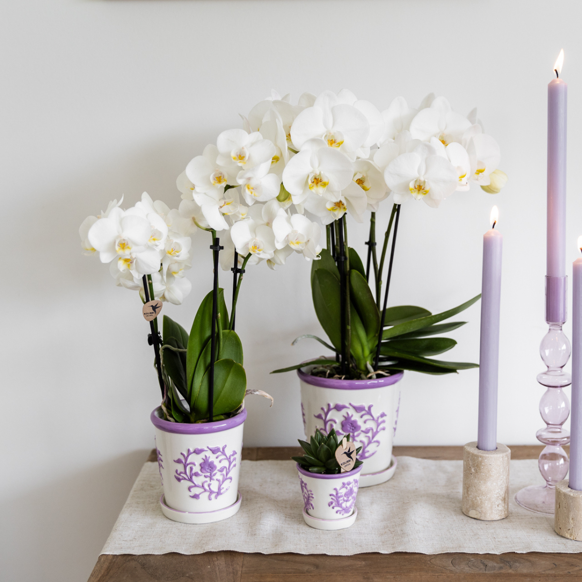 Ziertopf Málaga lilac
