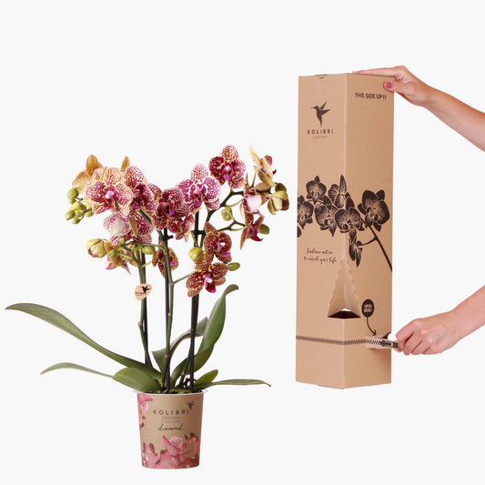 Überraschungsbox - 1 Orchidee Diamond  12 cm