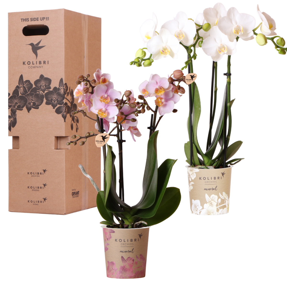 Überraschungsbox - 2 Orchideen 9 cm