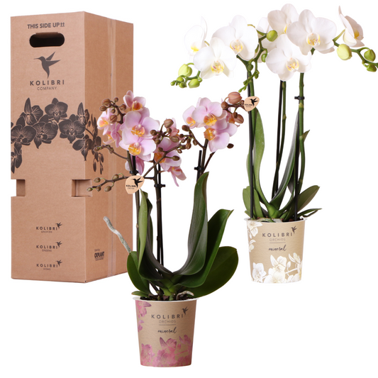 Überraschungsbox - 2 Orchideen 9 cm