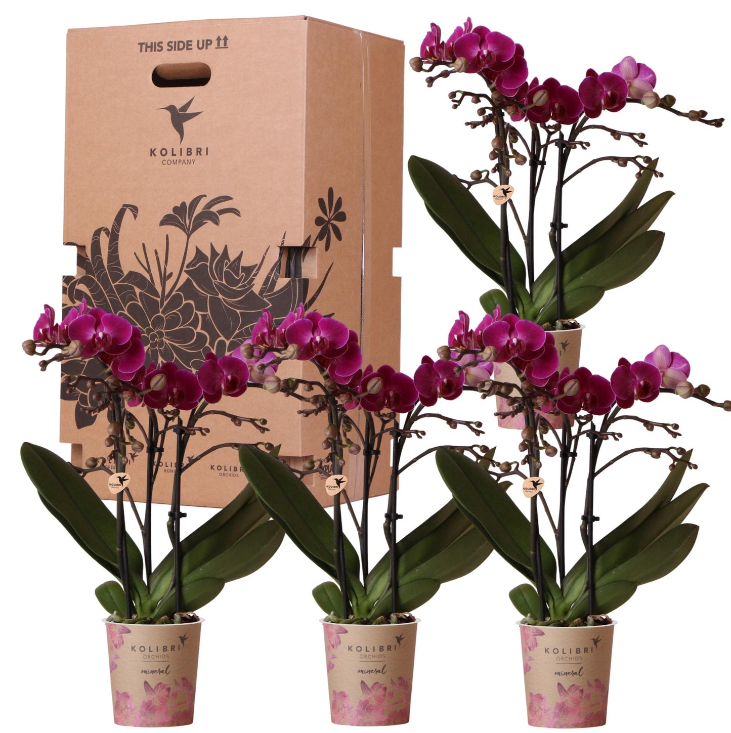Überraschungsbox 9cm - Vorteilsbox mit 4 Orchideen