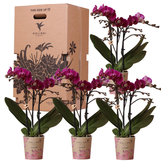Überraschungsbox 9cm - Vorteilsbox mit 4 Orchideen