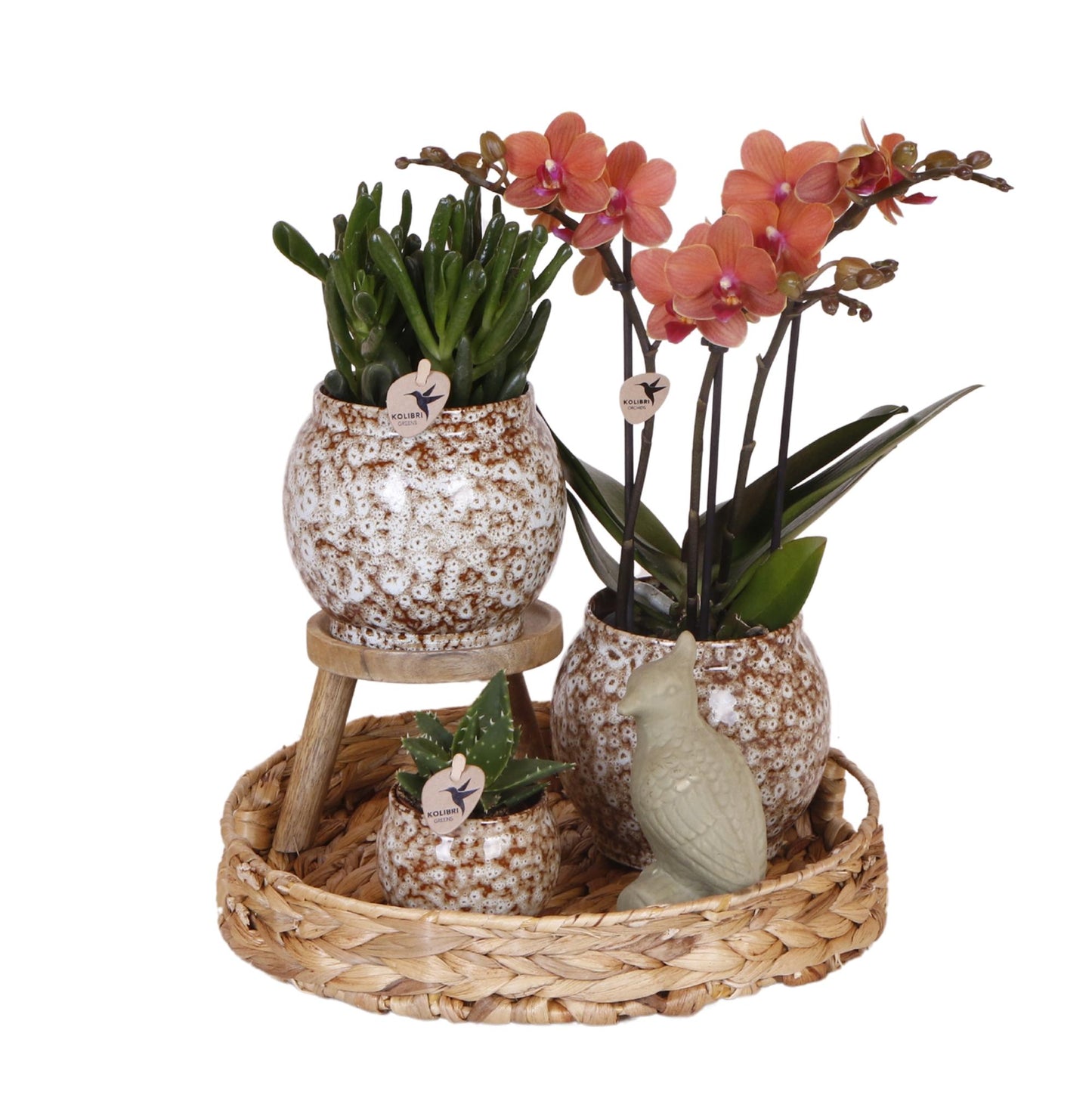 Set "Untamed Nature"
