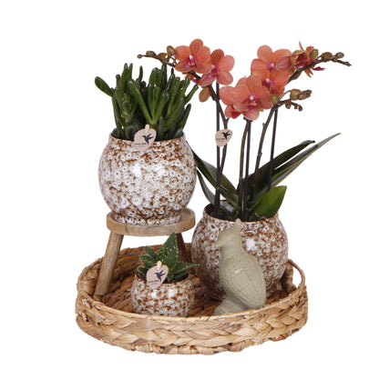 Set "Untamed Nature"