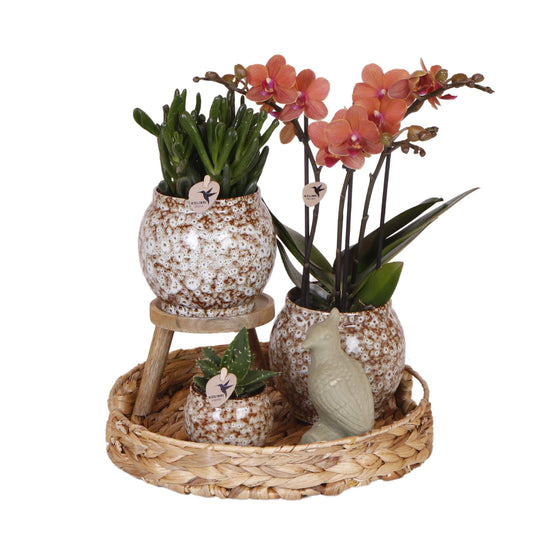 Set "Untamed Nature"