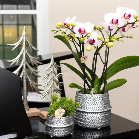 Victoria (Phalaenopsis Vienna)