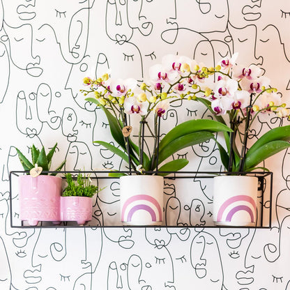 Victoria (Phalaenopsis Vienna)
