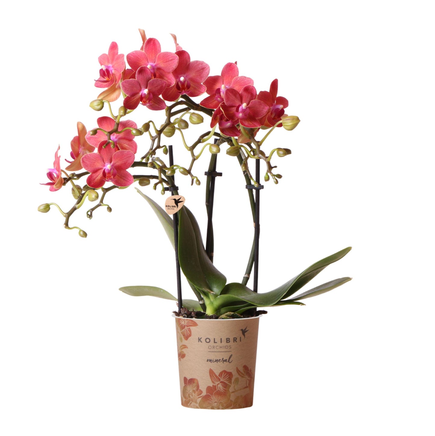 Zola (Phalaenopsis Kongo)