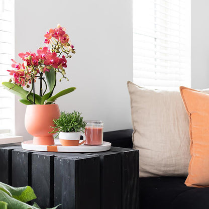 Zola (Phalaenopsis Kongo)