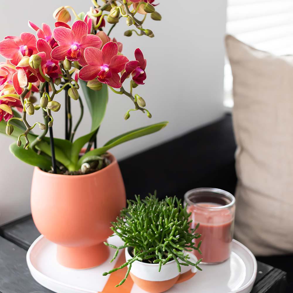 Zola (Phalaenopsis Kongo)
