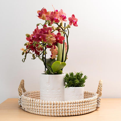 Zola (Phalaenopsis Kongo)