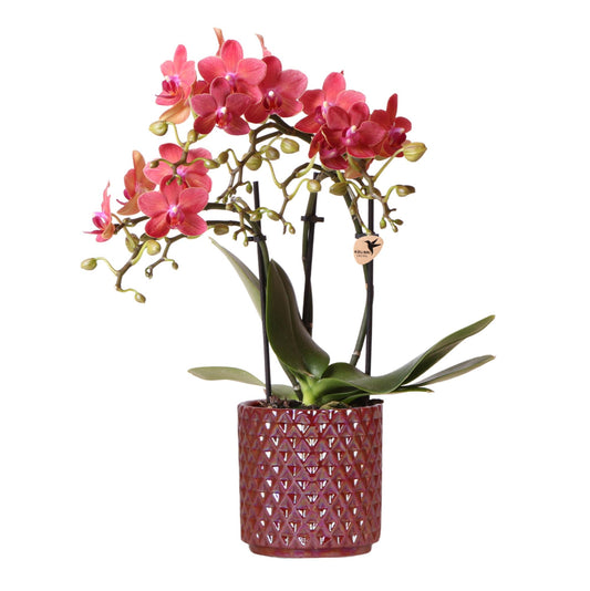Zola mit Ziertopf Pearl rot