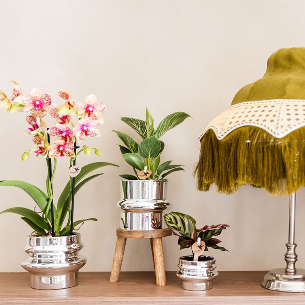 Kolibri Orchids | Kombi-Angebot - 4 Orange-Gelbe Phalaenopsis Orchideen Mineral Grosseto - Ø9 cm