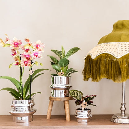 Kolibri Orchids | Kombi-Angebot - 4 Orange-Gelbe Phalaenopsis Orchideen Mineral Grosseto - Ø9 cm