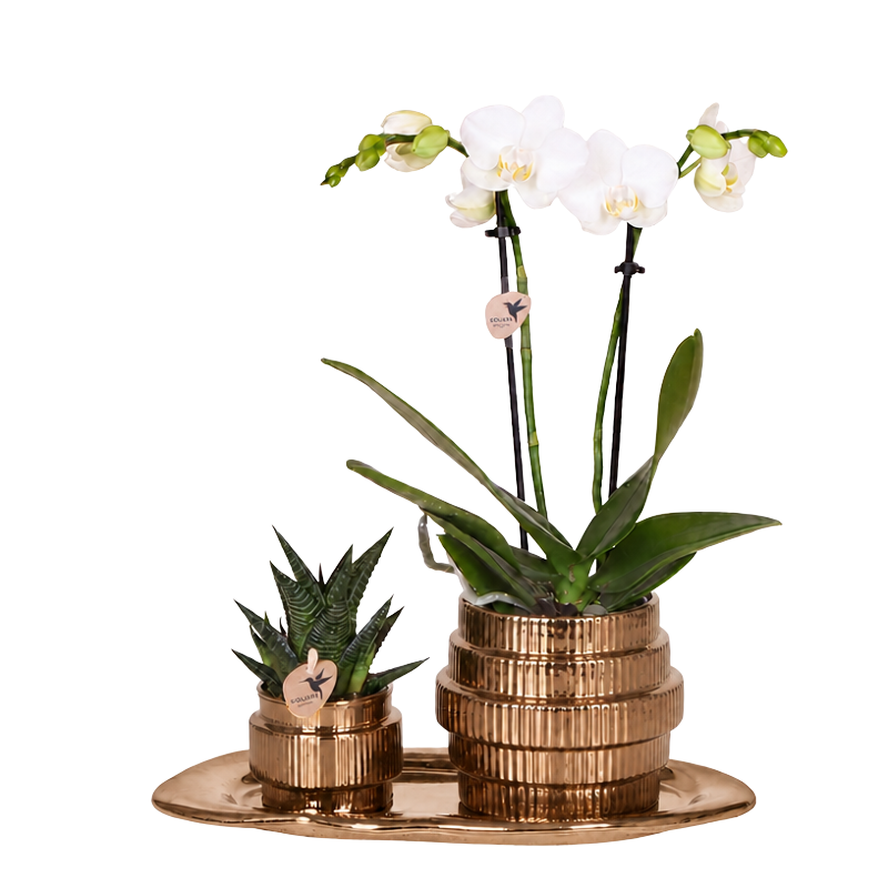 Kolibri Orchids | Geschenkset Allure Shiny Bronze - Weiße Phalaenopsis Orchidee Mineral Amabilis & Sukkulente