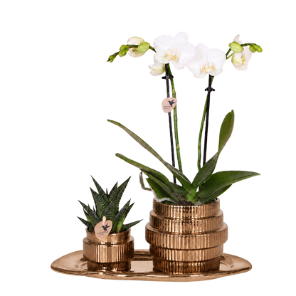 Kolibri Orchids | Geschenkset Allure Shiny Bronze - Weiße Phalaenopsis Orchidee Mineral Amabilis & Sukkulente