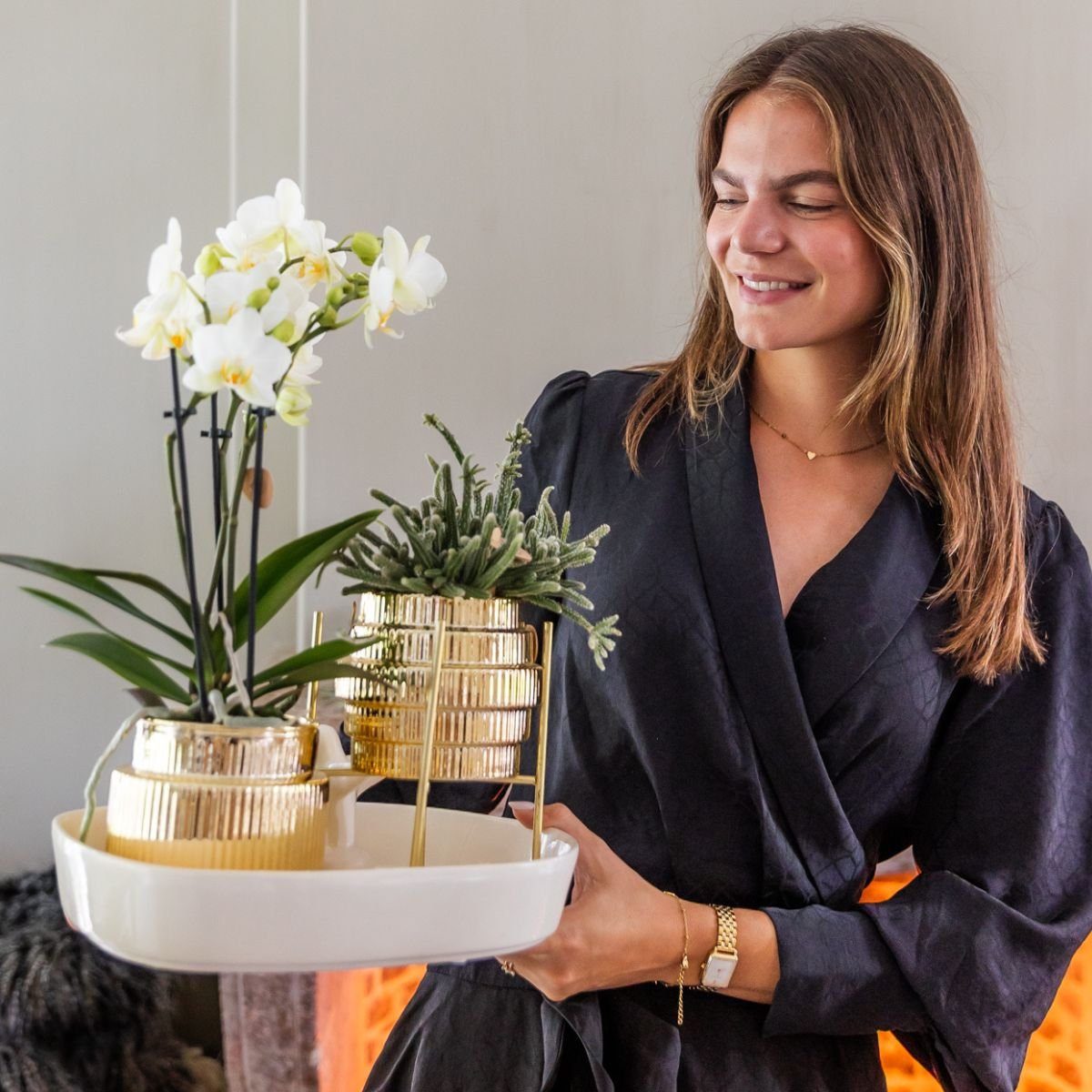 Kolibri Orchids | Geschenkset Allure Shiny Gold - Weiße Phalaenopsis Orchidee Mineral Amabilis & Sukkulenten