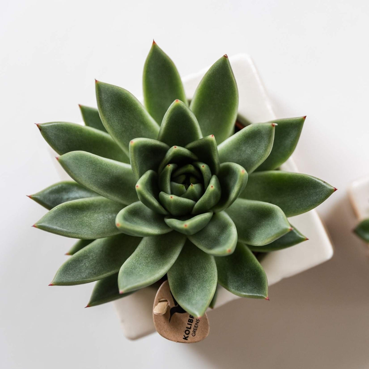 Kolibri Greens | Sukkulente Echeveria Miranda im Le Chic Übertopf Silber - Ø9 cm