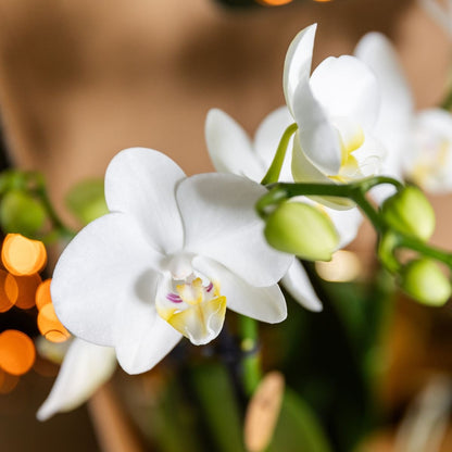 Kolibri Orchids | Geschenkset Allure Shiny Bronze - Weiße Phalaenopsis Orchidee Mineral Amabilis & Sukkulente
