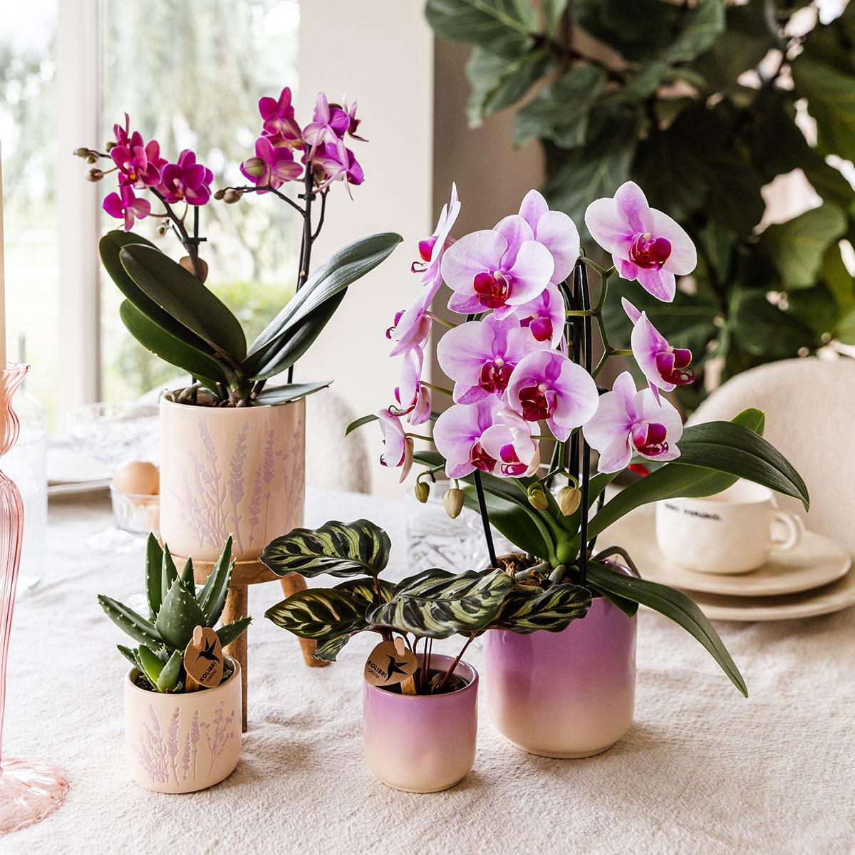 Kolibri Home | Gradience Übertopf - Violett - Ø9cm
